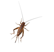 Load image into Gallery viewer, Banded Crickets
