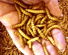 Load image into Gallery viewer, Giant Mealworms
